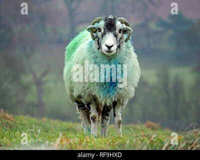 Les moutons à l'égard de l'appareil photo avec fond de montagne brumeuse en Cumbria, Angleterre, Royaume-Uni Banque D'Images