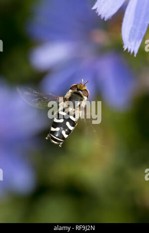 Großstirnschwebfliege Späte, im Flug, fliegend-Schwebfliege Großstirn, Späte, Dickkopf-Schwebfliege Blasenköpfige Schwebfliege Weiße,, Halbmondschwebf Banque D'Images