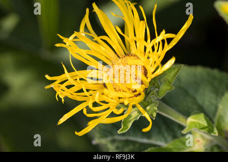 La société Alant, Grundblätter Helenenkraut Blüte,,,, Grande aunée, Inula helenium, Scabwort Marchalan-cheval, guérir, elfdock, La Grande Aunée Banque D'Images