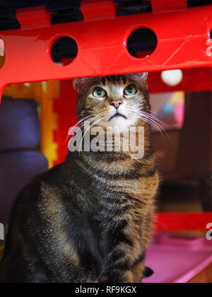 Le Mintie tabby se cachant sous la table Banque D'Images