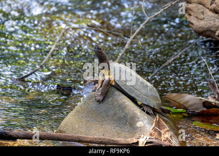 Des tortues d'eau douce dans le parc national de Khao Sok, Thaïlande Banque D'Images