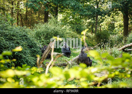 Le groupe de gorilles de plaine de l'Ouest dans le zoo. Banque D'Images