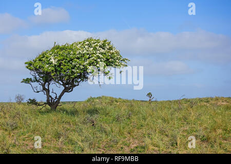 Hawthorne, façonnée par le vent, dans les dunes de la Hollande du Nord Banque D'Images