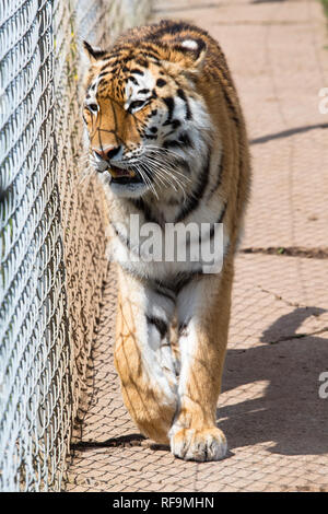 L'Amur Tiger Cage aux côtés de ses promenades au Zoo Dartmoor Devon Banque D'Images