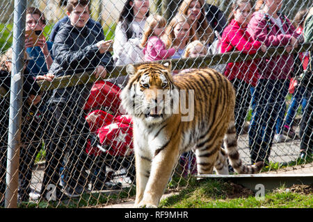 L'Amur Tiger Cage aux côtés de ses promenades au Zoo Dartmoor Devon Banque D'Images