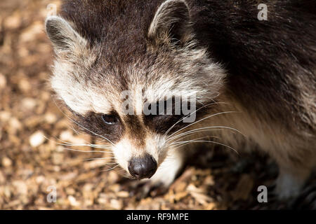 Regardant vers le bas sur un Raccon Zoo Dartmoor dans le Devon Banque D'Images