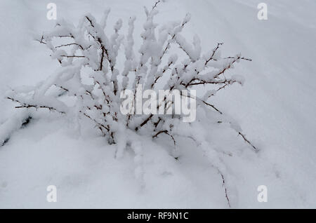 Branches de buissons dans la neige en hiver dans la neige Météo. Fond d'hiver. Banque D'Images