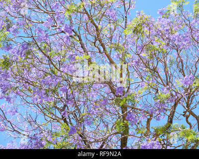 Les jacarandas en fleurs pourpre bleu sont l'un des rares arbres relative à l'importation en Australie et souvent trouvés dans les jardins australiens. Banque D'Images