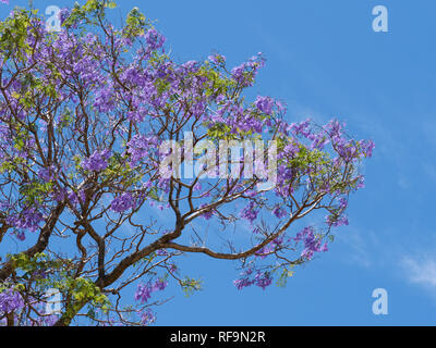 Les jacarandas en fleurs pourpre bleu sont l'un des rares arbres relative à l'importation en Australie et souvent trouvés dans les jardins australiens. Banque D'Images