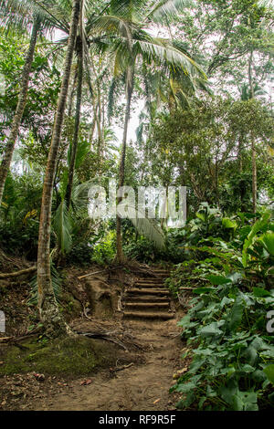 Une photo d'un paysage pittoresque à l'ancienne avec des escaliers dans une belle forêt tropicale du Parc National de Manzanillo, Costa Rica Banque D'Images