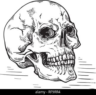 Croquis dessinés à la main, crâne anatomique vintage vector illustration
