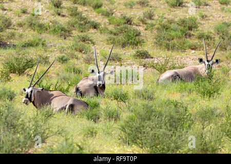 Gemsbok, Oryx gazella au Kalahari, désert vert avec de hautes herbes après la saison des pluies. Kgalagadi Transfrontier Park, Afrique du Sud safari de faune Banque D'Images