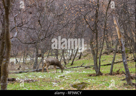 Un cerf trouve de l'herbe verte à brouter dans le milieu de l'hiver le long des rives de la rivière vierge à Zion Canyon, Zion National Park, Springdale, Utah. Banque D'Images