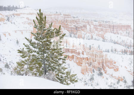 La haute altitude Parc National de Bryce Canyon, Utah, du plateau Paunsaugunt, obtient de la neige en hiver offrant le contraste pour le célèbre parc cheminées de red rock Banque D'Images