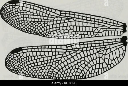 . Catalogue de la famille-groupe, genre-groupe et groupe d'espèces noms des Odonates du monde. Odonata Odonates Libellules ; ; ; ; ; Les Demoiselles Libellules demoiselles. Ani:Lib:Lib:Tetrathemistinae (suite) Hylaeothemis ris, 1909. La Figure 673. Hytaeothemis fruhslorferi des ailes comme Hylaeothenus frunstorferi (Kanch). Après Belyshev &AMP ; Haritonov, 1978. Deletminer:158 de libellules. f94-2 (B0695] Hypothemis Karsch, 1889. Veuillez noter que ces images sont extraites de la page numérisée des images qui peuvent avoir été retouchées numériquement pour plus de lisibilité - coloration et l'apparition de ces illustrations Banque D'Images