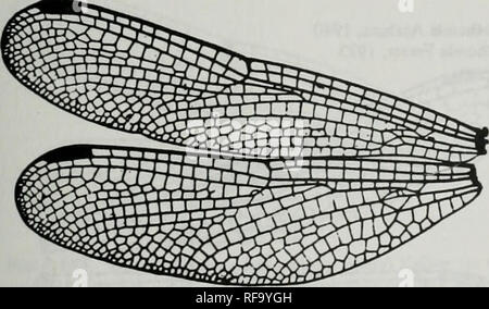 . Catalogue de la famille-groupe, genre-groupe et groupe d'espèces noms des Odonates du monde. Odonata Odonates Libellules ; ; ; ; ; Les Demoiselles Libellules demoiselles. Hguie 671. Celebophltbia dacrylogaslra Uefiinck d'ailes. Après l'Ueftinck, 1936. Trcubi" 15:400. f 1 [b3639" EoUicmis Ris. 1909. Ani:Lib:Lib:Tetrathemistinae (suite) Hylaeothemis ris, 1909. Veuillez noter que ces images sont extraites de la page numérisée des images qui peuvent avoir été retouchées numériquement pour plus de lisibilité - coloration et l'aspect de ces illustrations ne peut pas parfaitement ressembler à l'œuvre originale.. Les ponts, d'un Charles Banque D'Images