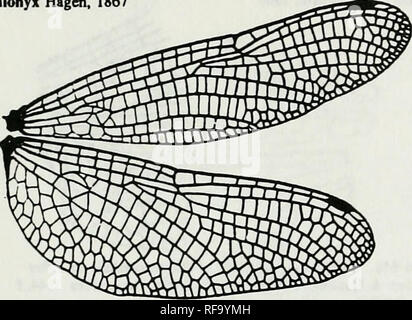 . Catalogue de la famille-groupe, genre-groupe et groupe d'espèces noms des Odonates du monde. Odonata Odonates Libellules ; ; ; ; ; Les Demoiselles Libellules demoiselles. Xm.89 Les chiffres Ani:Llb:CDR:Idionychinae IdkMiyx (suite) Hagen, 1867. Ani:Lib:Co Idomacroiniinae Idomacromia:Karsch, 1896. Veuillez noter que ces images sont extraites de la page numérisée des images qui peuvent avoir été retouchées numériquement pour plus de lisibilité - coloration et l'aspect de ces illustrations ne peut pas parfaitement ressembler à l'œuvre originale.. Les ponts, Charles A. Urbana, Ill. : Charles A. Bridges Banque D'Images