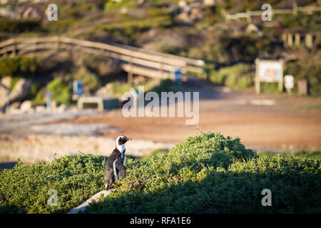 Il est inhabituel pour les pingouins africains, Spheniscus demersus, pour se reproduire sur la terre ferme, mais ils le font à une colonie à Stony Point Nature Reserve, Betty's Bay Banque D'Images