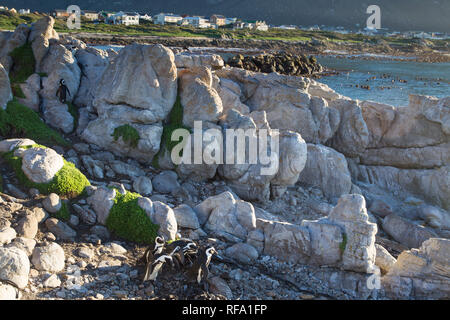 Il est inhabituel pour les pingouins africains, Spheniscus demersus, pour se reproduire sur la terre ferme, mais ils le font à une colonie à Stony Point Nature Reserve, Betty's Bay Banque D'Images