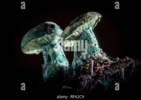 Une variété d'espèces de champignons comestibles poussent dans les forêts de pins et les populations autochtones de Table Mountain, Cape Town, Western Cape, Afrique du Sud, comme l'anneau de pin Banque D'Images
