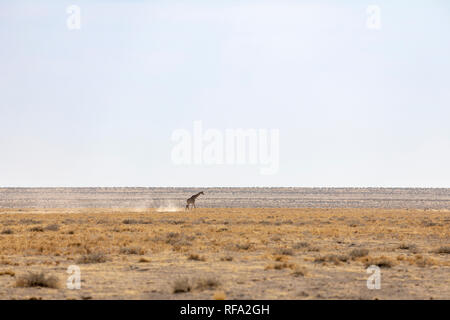 Le sud de Girafe (Giraffa giraffa). Sous-espèces - Girafe angolais en Namibie ou Girafe (Giraffa giraffa angolensis) Banque D'Images