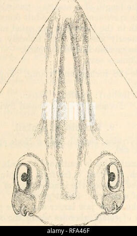 . Catalogue de la pêche dans le ... Musée. 3. RniNonATUS. 445 que la distance entre les angles intérieurs des narines, mais beaucoup moins que la longueur de la bouche, -ce qui est presque droit. Museau plutôt produite, la distance entre les angles extérieurs des narines étant les deux tiers de celle entre la bouche et la fin /'"N,. / Du museau. Retour près de doux, avec une série de petites, i)olislied, déprimé épines le long de la ligne médiane. Même épines sur la marge orbitale et sur l'épaule. Les deux crêtes frontales sont étroites et séparées par un très large rainure dans leur ensemble le Banque D'Images