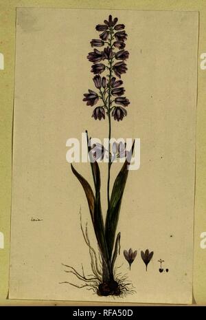 Ixia polystachya L. (Cornlily). Rapporteur pour avis : Robert Gordon Jacob. Dating : Oct-1777 - Mar-1786. Dimensions : H 660 mm × W 480 mm ; h 428 mm × W 267 mm. Musée : Rijksmuseum, Amsterdam. Banque D'Images