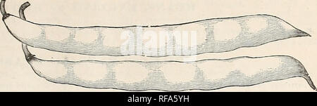 . Catalogue de la semence Cox &AMP ; Plant Co. sur l'industrie des semences et graines de catalogues commerciaux ; catalogues ; graines de fleurs graines fruits ; Catalogues Catalogues ; les plantes, arbres ornementaux ; Catalogues Catalogues. Des semences et des COX CO. CATALOGUE. 325 lb la graines vendues à 100 lb par personne.. Cire d'or. Une nouveauté parmi les haricots nains tbe ; forte dans la croissance, l'attrayant en apparence ; en arrivant à échéance pour la table thirtv-cinq jours à partir de la germination. Pkt., 10c ; lb, 15c ; par 100 livres., 9,00 $. Début de Mohawk. Très tôt et il sera plus froid que la plupart des variétés de bush, et sur ce compte est considéré comme le meilleur pour les premiers semis ; pod Banque D'Images