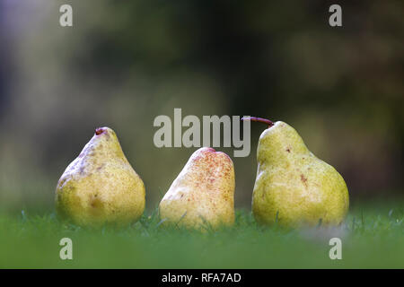 Close-up shot composition de trois mûres isolé juteuse poires jaunes savoureux dans l'herbe fraîche à l'extérieur sur journée ensoleillée sur vert foncé copie floue floue savs Banque D'Images