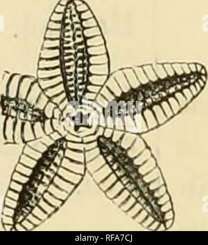 . Un catalogue de la collection de fossiles du Cambrien et du Silurien contenues dans le Musée géologique de l'Université de Cambridge. La paléontologie, la paléontologie. 4I&gt ; Cambrien supérieur. Cas et colonne de tiroirs. Référence Gl à McCoy's Synopsis : chiffres et de genres. Sphceronites. Protocystites. Star-poissons. AsteriadoB.. Palceaster Gl, cité par erreur comme un (jusqu'- par) espèces du Silurien au pied de la p. 60.. Veuillez noter que ces images sont extraites de la page numérisée des images qui peuvent avoir été retouchées numériquement pour plus de lisibilité - coloration et l'aspect de ces illustrations ne peut pas perfec Banque D'Images