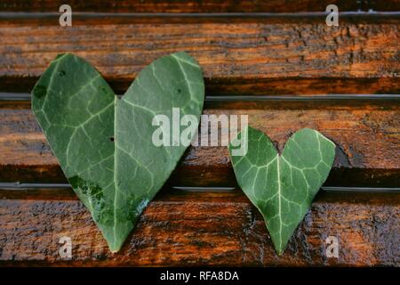 Coeur de feuille sur bois Banque D'Images