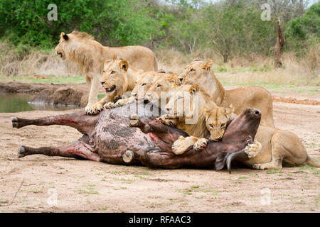 Une troupe de lions, Panthera leo, se coucher sur une carcasse de bison, Syncerus caffer, détournant les yeux, mordant le cou gonflé de buffalo Banque D'Images