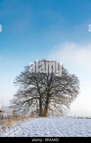 Hêtre d'hiver arbres au bord d'un champ labouré recouvert de neige dans la campagne des Cotswolds. Chipping Campden, Cotswolds, Gloucestershire, Angleterre Banque D'Images