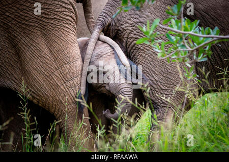 Un éléphant du mollet, Loxodonta africana, se tient avec deux queues d'éléphant drapped plus son visage, tronc, lovée dans l'herbe verte Banque D'Images