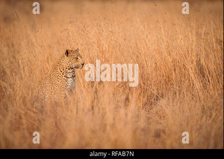 Un leopard cub, Panthera pardus, est assis et regarde ailleurs, assis dans l'herbe jaune-brun à sec Banque D'Images