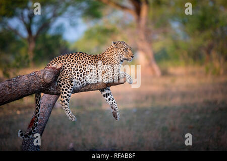 Un léopard, Panthera pardus, se trouve sur une branche d'arbre cassé, rideaux les pieds et la queue sur l'embranchement, à la voiture, les oreilles en arrière Banque D'Images