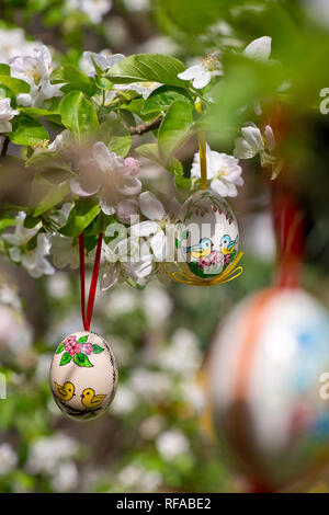 Egss Pâques pendaison sur le rameau de pommier dans le jardin Banque D'Images