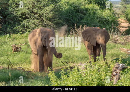 Deux éléphants dans le parc de Samburu occupée à prendre un bain de bûchers dans le centre du Kenya Banque D'Images