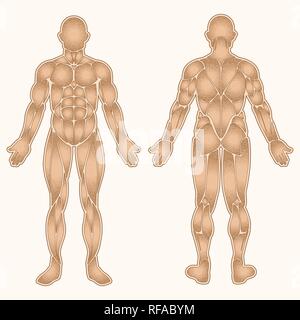 Silhouette du corps humain avec tous les muscles en pointillés isolated on white Illustration de Vecteur