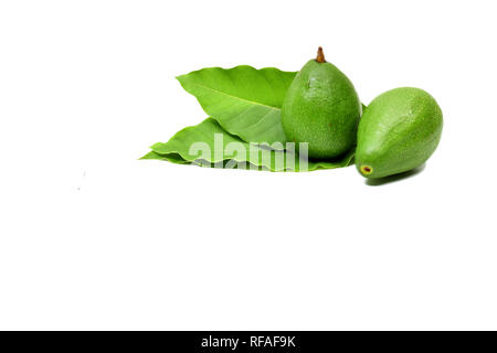 L'avocat est une usine de production de fruits avec le même nom. Cette plante est originaire du Mexique et d'Amérique centrale et est maintenant largement cultivée dans le Sud Banque D'Images