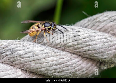 Wasp reposant sur une corde au Royaume-Uni Banque D'Images