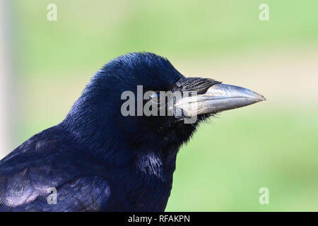 Head shot d'un corbeau freux (corvus frugilegus) Banque D'Images