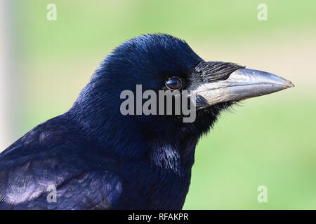 Head shot d'un corbeau freux (corvus frugilegus) Banque D'Images