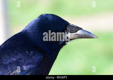 Head shot d'un corbeau freux (corvus frugilegus) Banque D'Images