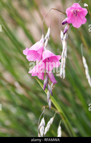 Tigridia pulcherrimum fleurs. Banque D'Images