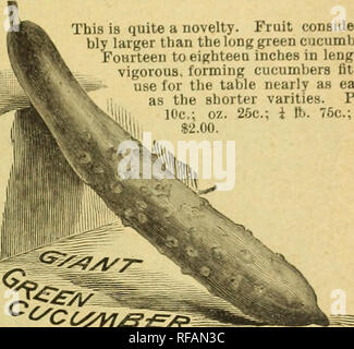 . Catalogue pour 1892. Pépinières (Horticulture) Kansas catalogues ; Graines de legumes catalogues ; Matériel et fournitures de jardinage ; Catalogues Catalogues de graines de fleurs. Texas sweet potato PUMPKIN. Veuillez noter que ces images sont extraites de la page numérisée des images qui peuvent avoir été retouchées numériquement pour plus de lisibilité - coloration et l'aspect de ces illustrations ne peut pas parfaitement ressembler à l'œuvre originale.. Mangelsdorf Bros Company ; Henry G. Gilbert Pépinière et du commerce de semences Catalogue Collection. Atchinson, K. S. : Mangelsdorf Bros Company Banque D'Images