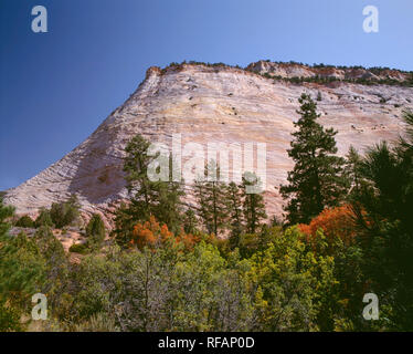 USA, Utah, Zion National Park, les lits de grès Checkerboard Mesa s'élève au-delà des arbustes et de pins. Banque D'Images