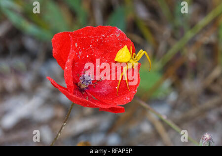 De couleur vive, jaune petite araignée, un homme araignée Crabe, sur une fleur rouge Banque D'Images