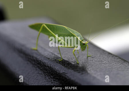 Sauterelle verte close-up sur la surface noire Banque D'Images