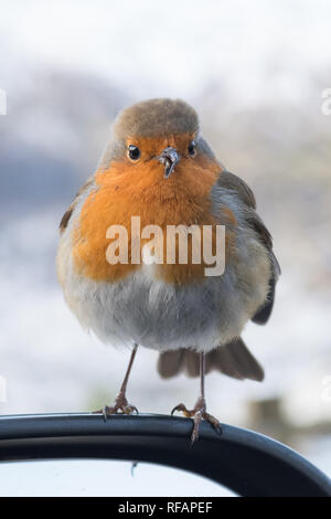 Le Loch Lomond, Ecosse, Royaume-Uni. Jan 24, 2019 Royaume-Uni - Météo. un effronté robin le houblon à l'intérieur de camping-car, dans l'espoir d'être nourris par une froide après-midi à Loch Lomond. Le malheureux oiseau a un bec difformes et envahi par ce qui peut faire l'alimentation elle-même plus difficile Crédit : Kay Roxby/Alamy Live News Banque D'Images